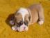 Englisch Bulldogge Welpen zur Verf?gun