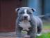 Reinrassige PitBull Terrier Welpen