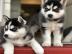 Kleine Siberian Husky Welpen suchen ein