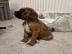 Boxerwelpen verfgbar  Boxerwelpen Whats