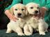 Golden Retriever Welpen whatsapp Nummer