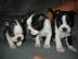 Boston Terrier Welpen mit papieren whats