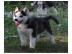 Schnen und stark Siberian Husky-Welpen