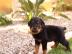 8 Wochen alter rottweiler R?de