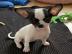 Chihuahua Welpe whatsapp nummer +4368110