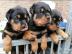 Reinrassige Rottweilerwelpen abzugeben,W