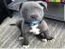 American Pitbull Blueline Welpe