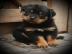 Reinrassige Rottweiler Welpen