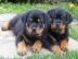 Wundersch?ne Rottweiler Welpen