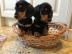 Dachshund Welpen verf?gbar WhatsApp