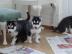 Reinrassige Siberian Husky Welpen zu ver