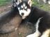 S??e Siberian Husky-Welpen