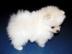 Qualit?t Pomeranian Welpen