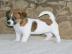 Wunderschne Jack Russell Welpen zu habe