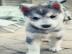 Sch?ner Siberian Husky zur Adoption