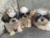 Reinrassige Shi Tzu Welpen