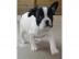 Se Franzsische Bulldogge welpen