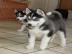 Reinrassige Siberian Husky Welpen