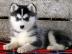 Siberian Husky Welpen mit papieren