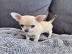 mini Chihuahua-Welpe suchen ein Zuhause