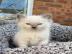 Full Pedigree Ragdoll Kitten