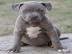 Reizende American Pitbull Terrier Blueli