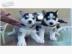 Sch?ner Siberian Husky zur Adoption