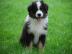 Reinrassige Australian Shepherd Welpen