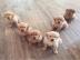 Wunderschne Golden Retriever Welpen fr