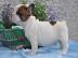 Fransische Bulldoggen 4 Jungs und 3 Md