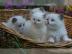 Reinrassiges Ragdollkitten mit Papieren