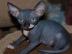 Sphynx kitens ist zur Adoption bereit