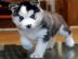 Blaue Augen Siberian Husky Welpen