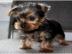 Teacup Yorkie Welpen zu verkaufen