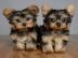 Sch?ne mini Yorkshire Terrier Welpen. 