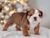 Englische Bulldoggenwelpen zur Adoption,