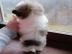 Charmante Babys Shih Tzu Welpe
