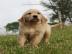 Golden Retriever puppies