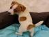 s Jack-Russell-Terrier mit Papieren wh