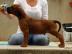 Rhodesian Ridgeback Welpen mit Stammbaum