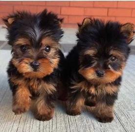 Gesunde Yorkshire Terrier Welpen. WhatsAp