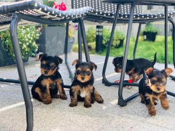 Yorkshire Terrier Welpen