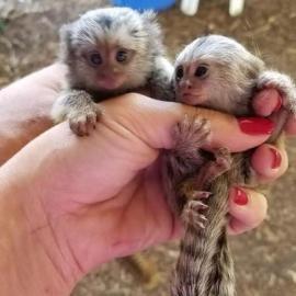 Marmoset Affen. WhatsApp +436509536787