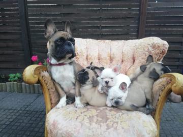 Wundersch?ne Franz?sische Bulldoggen