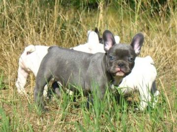 Franzsische Bulldogge Rde Red /Fawn!