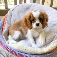 S??e Cavalier king charles Welpen whatsa