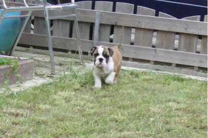 Englisch Bulldogge Welpen zu verkaufen&#8