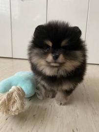 MINI Pomeranian Spitzwelpe