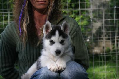 4 wunderschne Husky Welpen mit Papieren