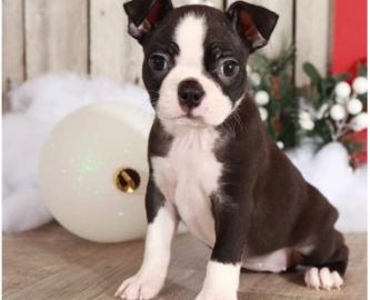 Erhltlich Boston Terrier Welpen mit pap